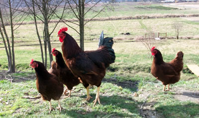 Free ranged chickens