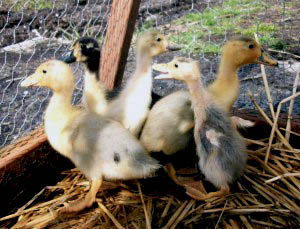 Baby ducks