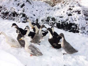 Ducks in snow