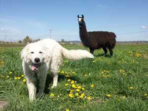 Maremma