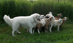 Kuvasz Guardian Dog