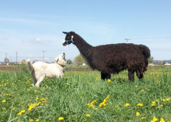 Livestock guardians